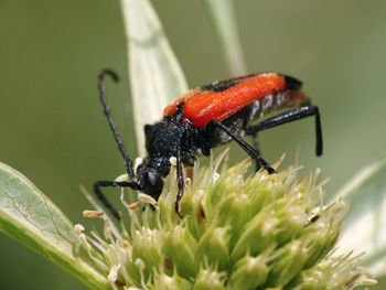 Close-up of insect on plant