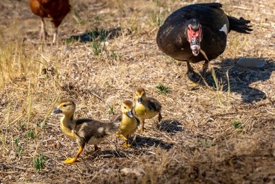 Ducks in a field