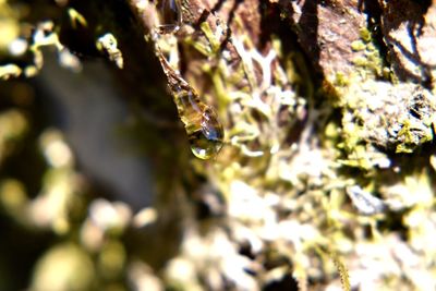 Close-up of water drops on plant