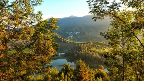 Scenic view of forest by mountains against sky