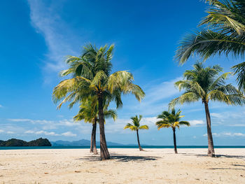 Palm trees on beach against sky