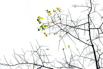 Low angle view of trees against clear sky