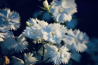 Close-up of white flowering plants