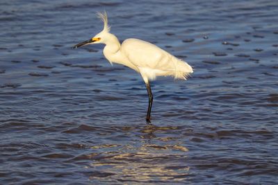 A beautiful bird by the sea on a summer day.