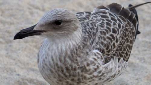 Close-up of herring gull on land