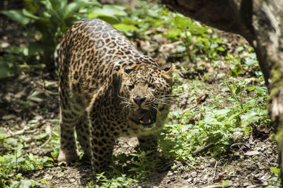 animal