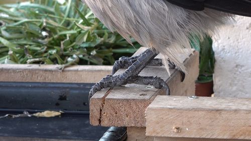 Close-up of a bird on wood
