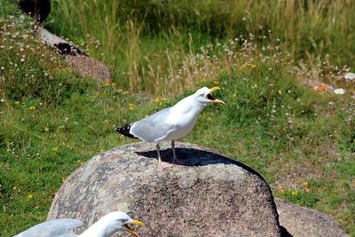 Seagull perching on a rock