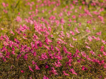 Close-up of pink flowers