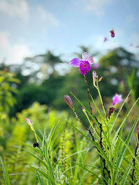 Close-up of purple flowering plants on field