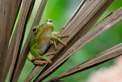 Close-up of frog on wood