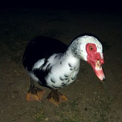 Close-up of bird