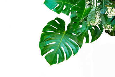 Close-up of green leaves on white background