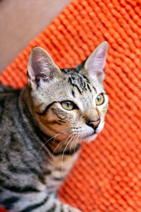 Close-up portrait of tabby cat