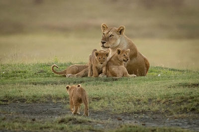 Big cat and cubs on grass