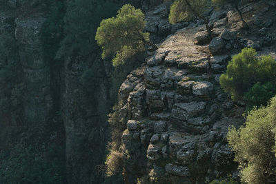 Close-up of plants growing on rock