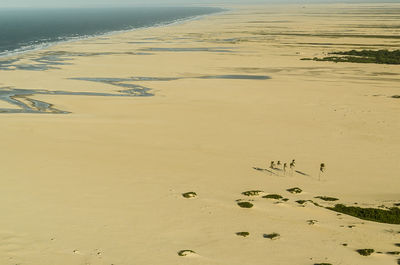 High angle view of birds on beach