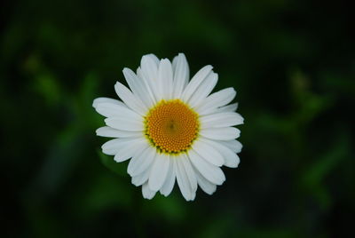 Close-up of white daisy flower