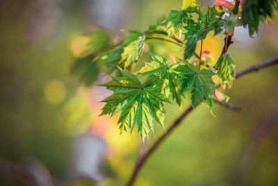 Close-up of fresh green leaves on plant