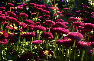 Close-up of pink flowering plants