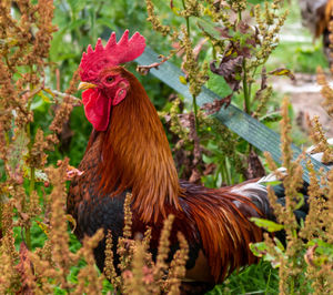 Close-up of rooster