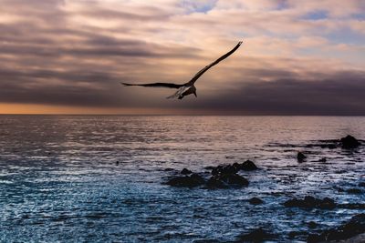 Silhouette bird flying over sea against sky during sunset