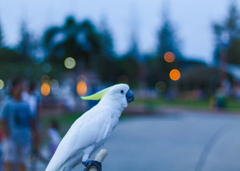 Close-up of parrot perching