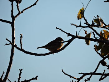 Low angle view of bird perching on tree against sky