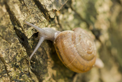 Close-up of snail on rock