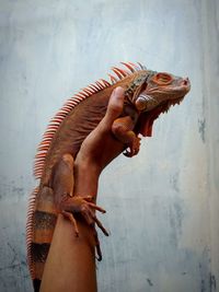 Close-up of a hand holding animal sculpture against wall