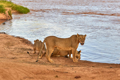 Pride of lions with cubs