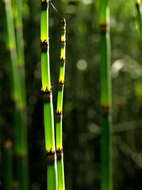 Close-up of insect on plant