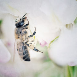 Close-up of bee on flower