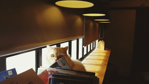 Portrait of cat relaxing on window sill