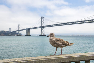 Young seagull in san francisco with the bay bridge in the background.