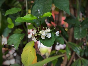 Close-up of flowering plant