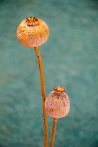 Close-up of poppy buds against blurred background