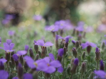 Close-up of purple flowering plants on field