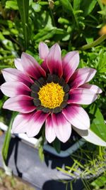 Close-up of pink flower blooming outdoors