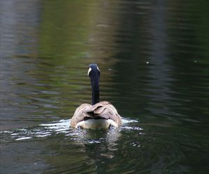 Swan swimming in lake