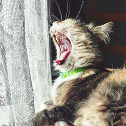 Close-up of cat yawning