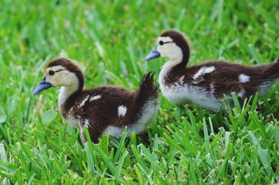 Ducks on field