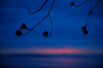 Silhouette of birds against sky at sunset