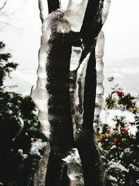 Close-up of icicles on tree trunk against sky