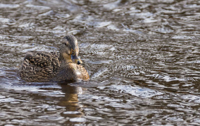 Close-up of duck swimming in lake