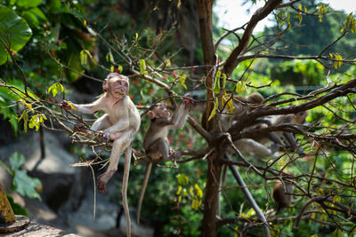 Monkey sitting on tree branch