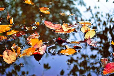 Close-up of autumn leaves floating on water