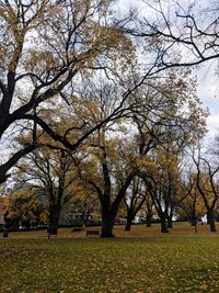 Trees in park during autumn