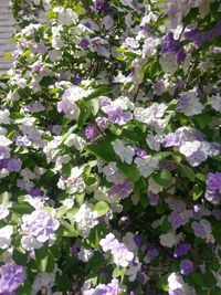 Close-up of white flowering plant in park