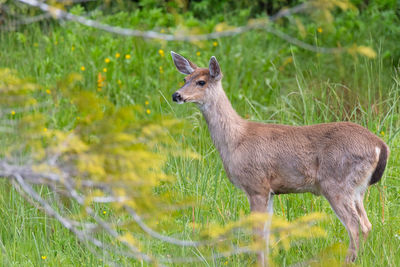 Deer standing on grass